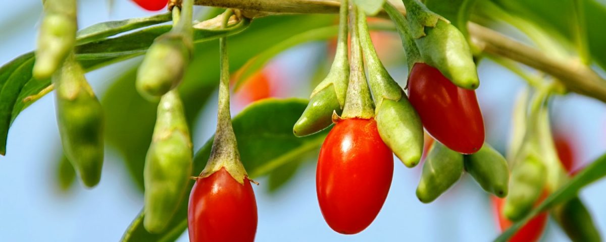 Plantare Goji Bio